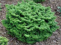 c5184be3-abies balsamea nana.jpg